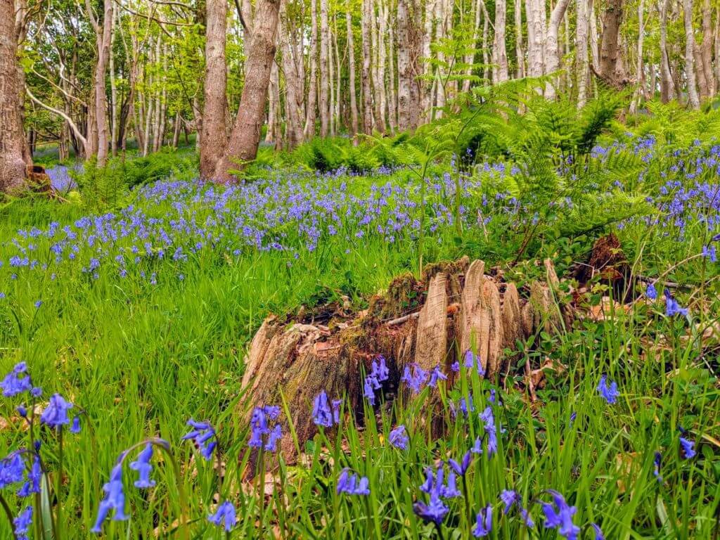 Bluebell woods on the South West Coast Path