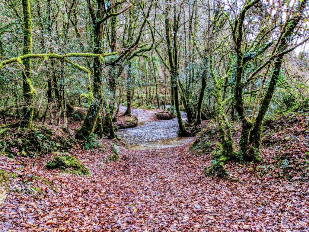 Autumn leaves at Cardinham Woods