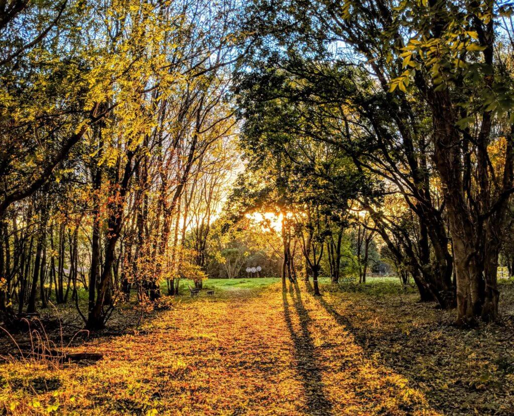 Central Bark is our 6-acre onsite dog-walking area.