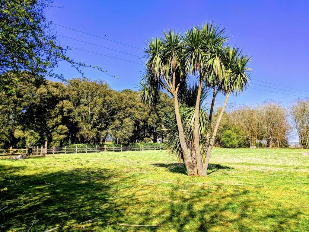 View of 5-acre dog-walking park, with palm tree