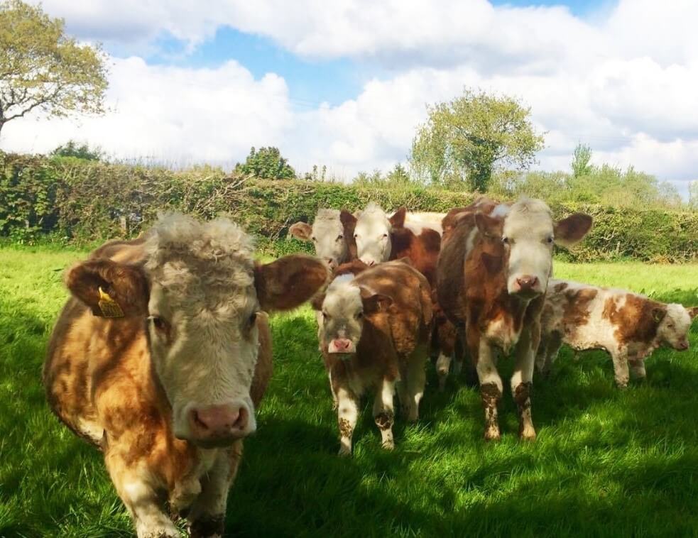 Group of brown and white cows in field