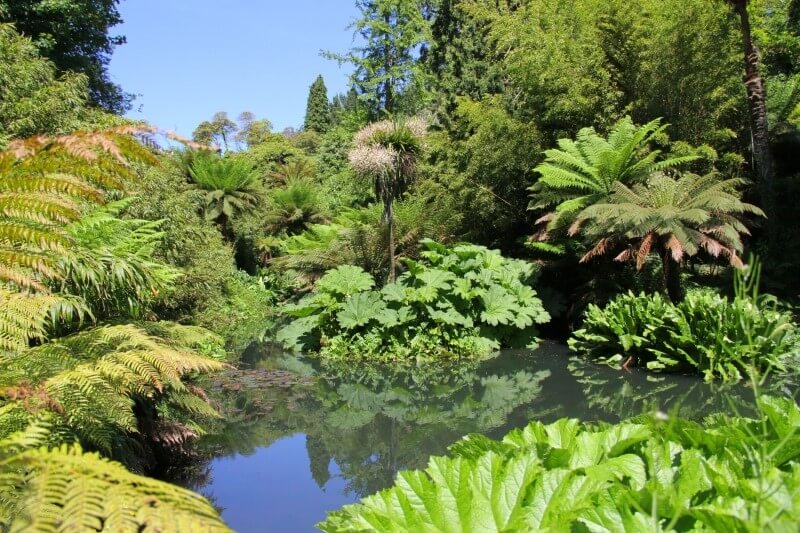 The Jungle, lush plants at Heligan