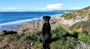 Dog sitting on a cliff overlooking Whitsand Bay