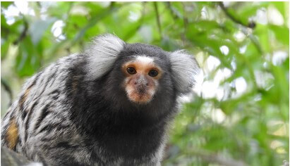 Coco the marmoset at the Monkey Sanctuary, Looe