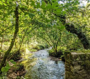 Stream in a wood