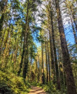 Path though pine trees