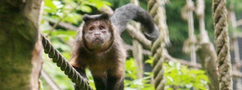 Kernock child friendly activities monkey sanctuary